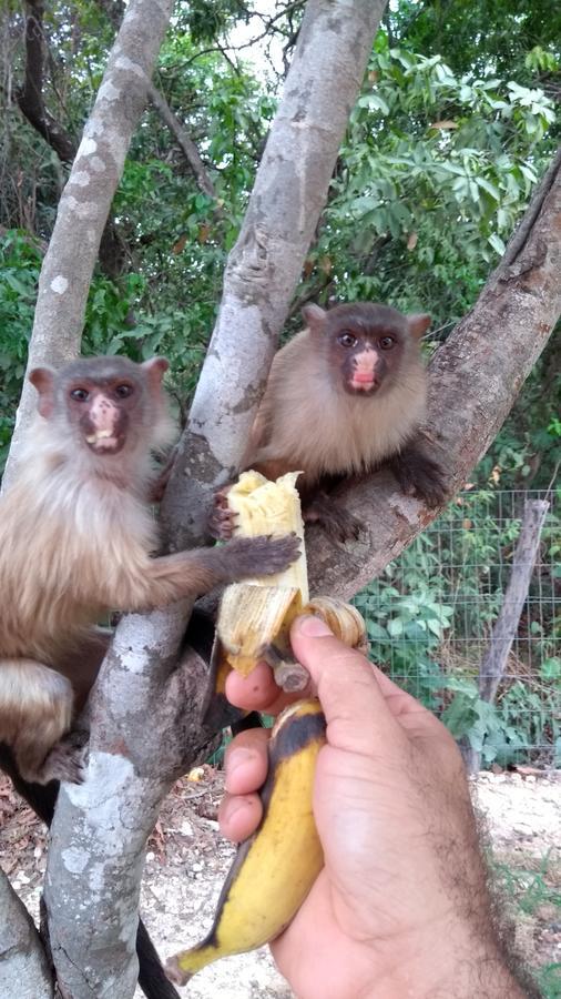 Chacara Pousada Sagui Cuiabá Buitenkant foto